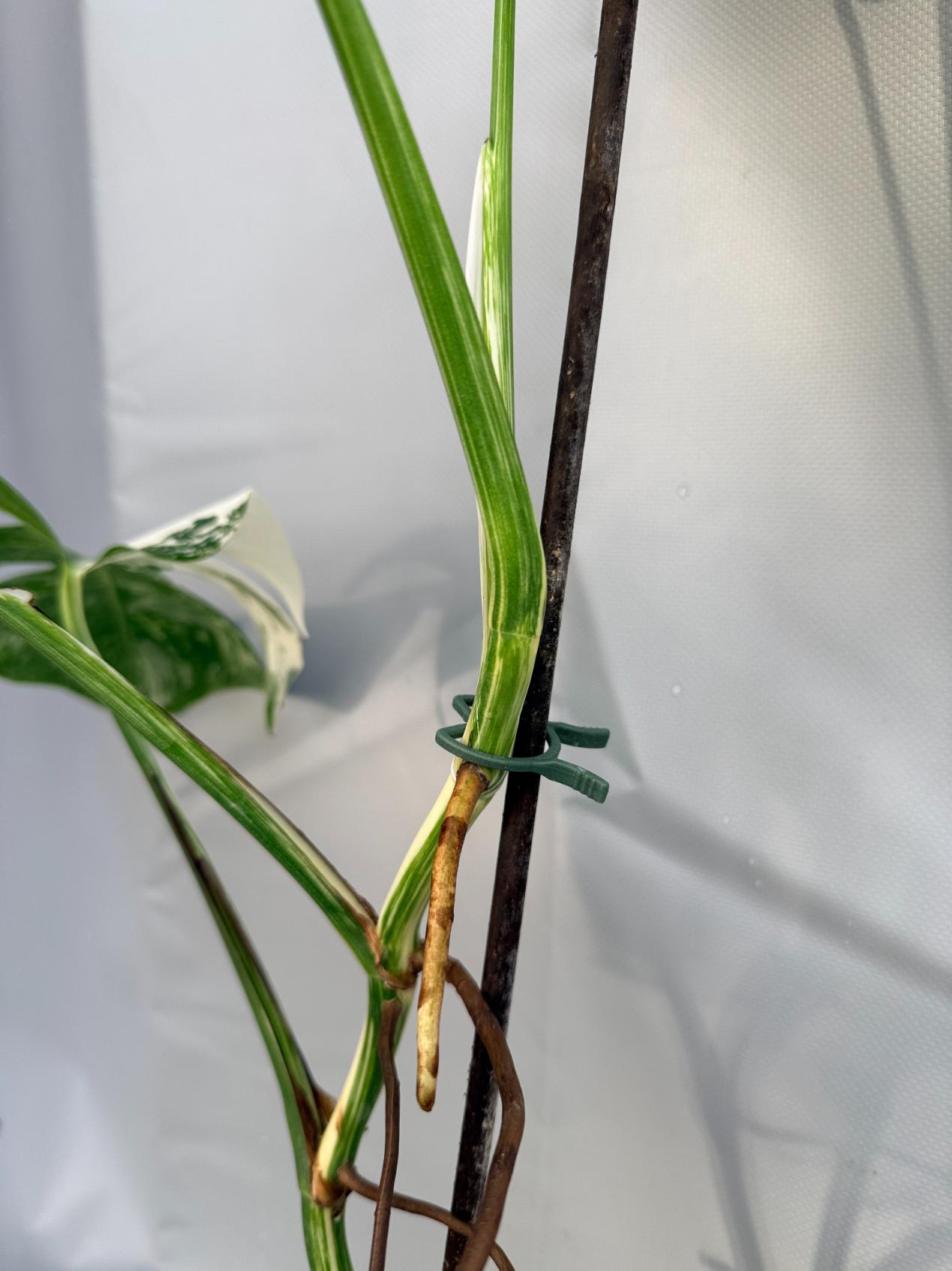 Monstera Albo variegata stelo dettaglio