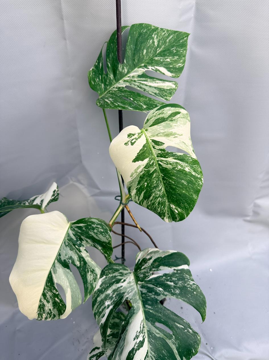 Monstera Albo variegata 1