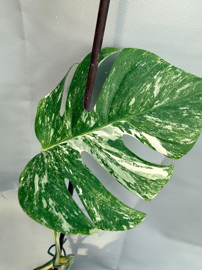 Monstera Albo variegata foglia 1