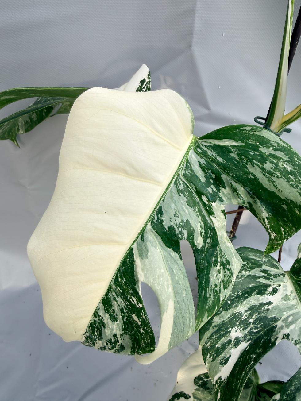 Monstera Albo variegata foglia half moon
