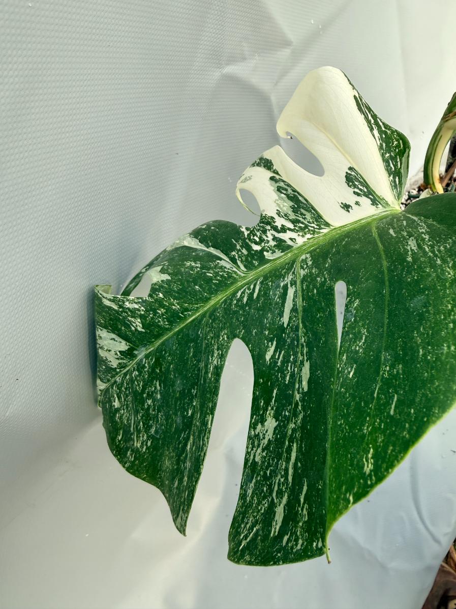 Monstera Albo variegata foglia 6