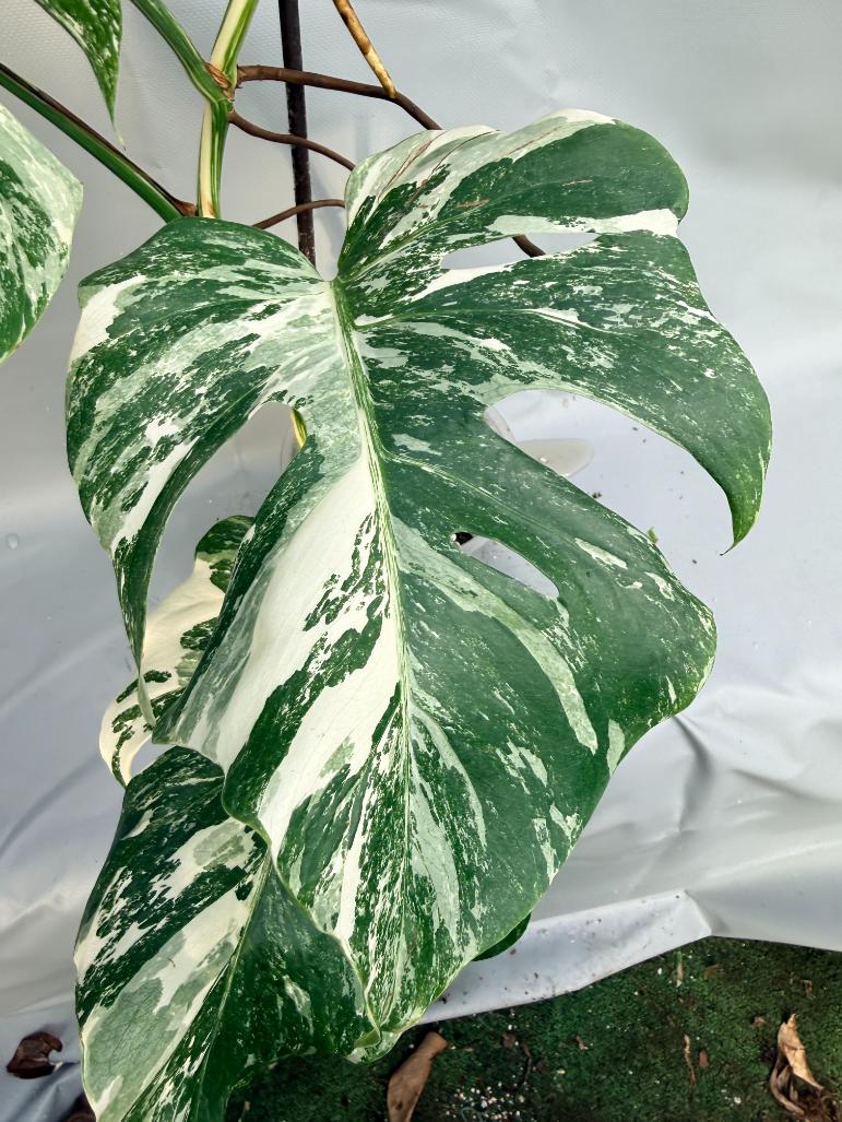 Monstera Albo variegata folgia 7