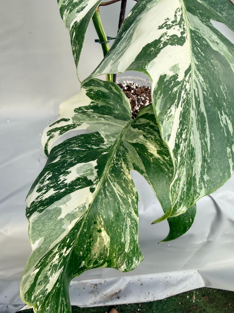 Monstera Albo variegata 9