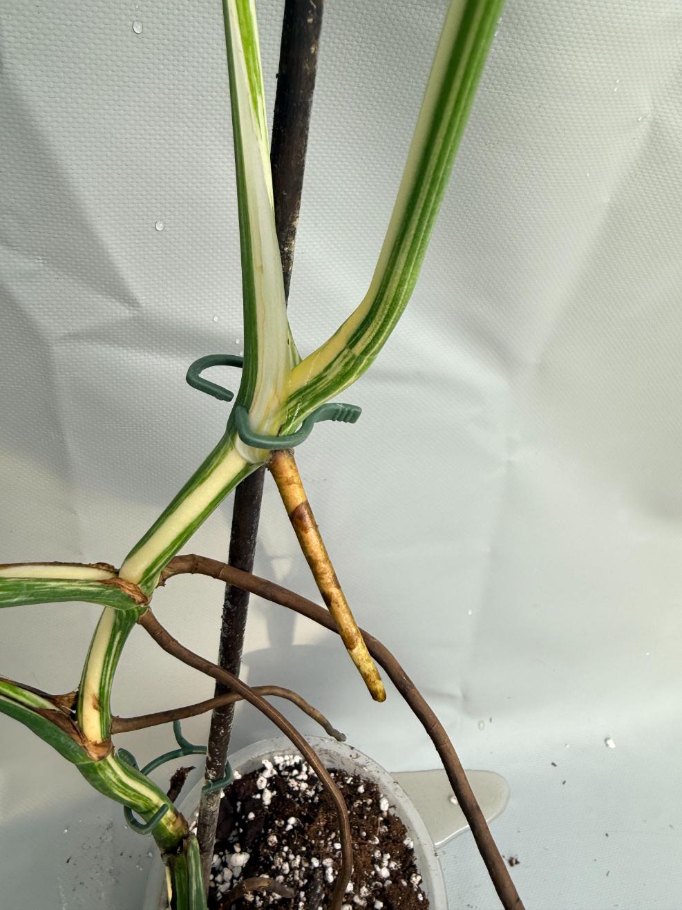 Monstera Albo variegata stelo