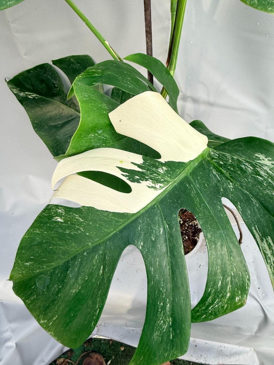 Monstera Albo variegata dettaglio foglia