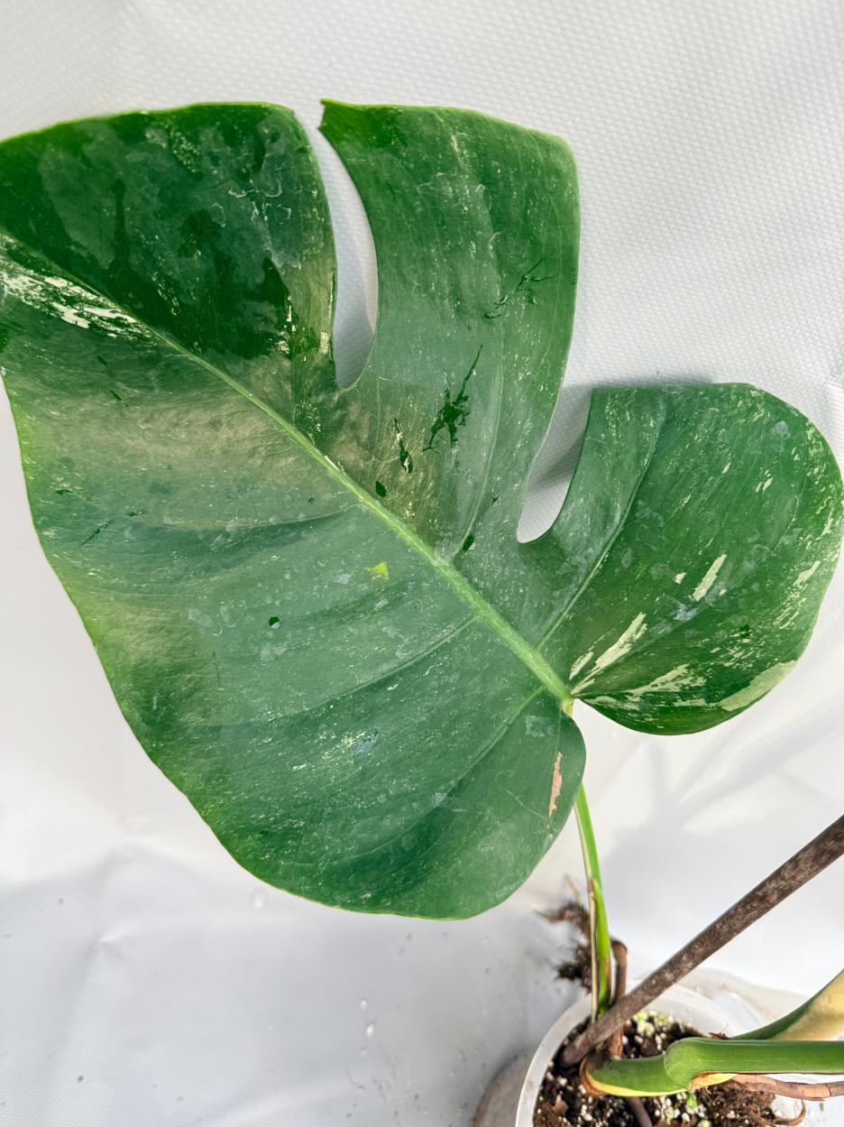 Monstera Albo variegata 7