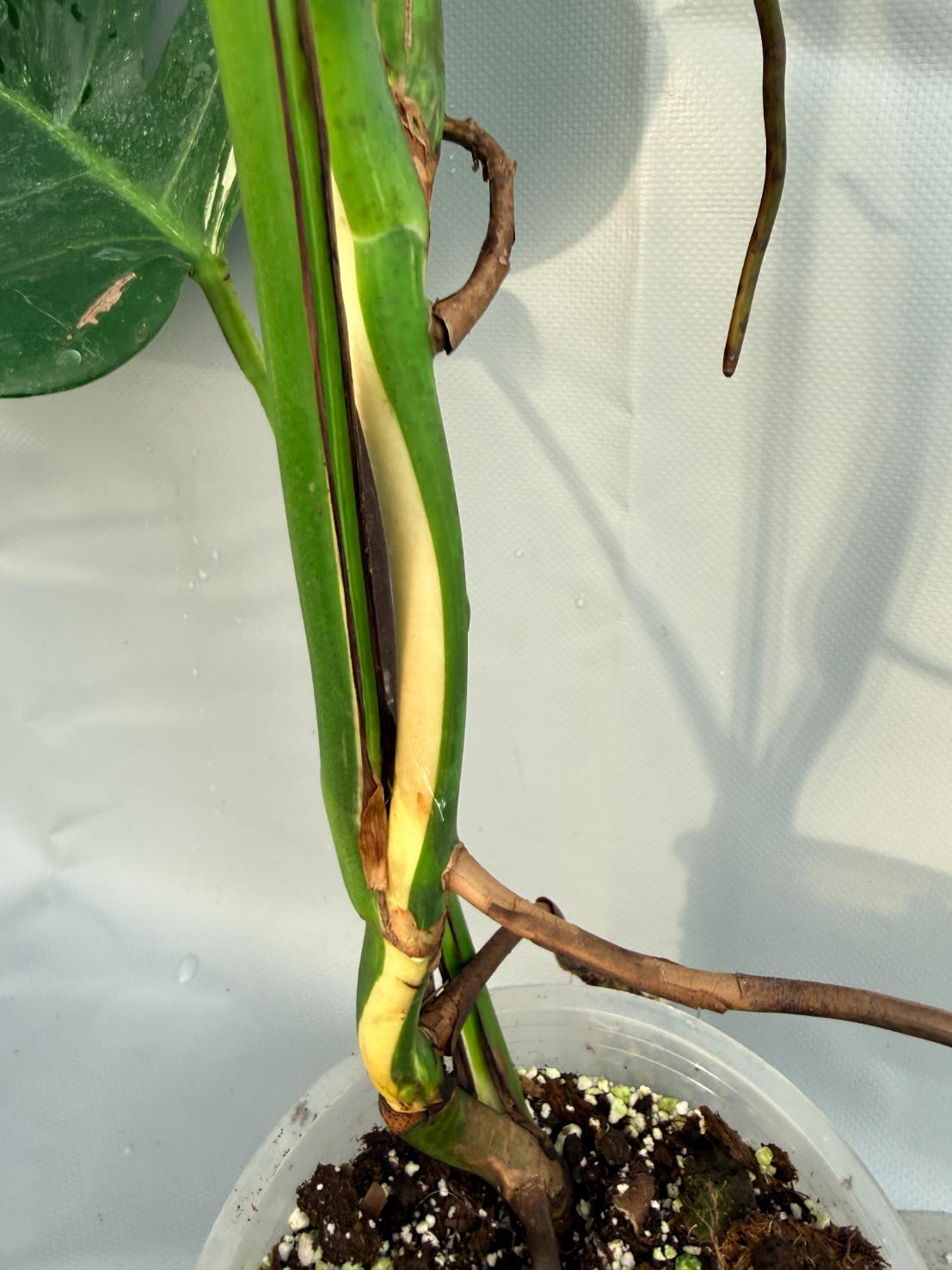 Monstera Albo variegata stelo
