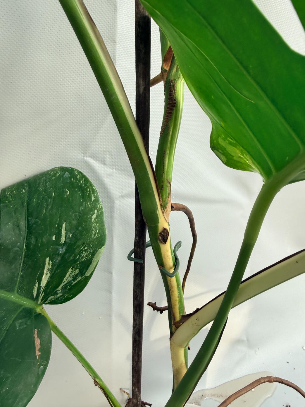 Monstera Albo variegata stelo 2