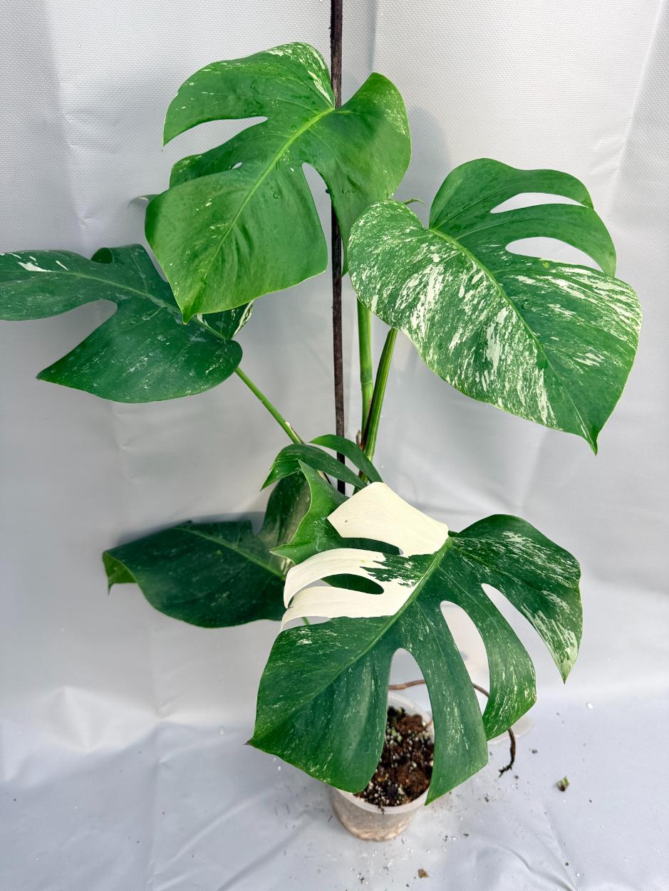 Monstera Albo variegata intera