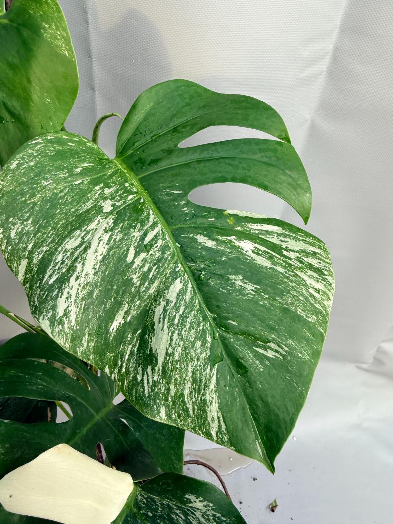 Monstera Albo variegata foglia 4