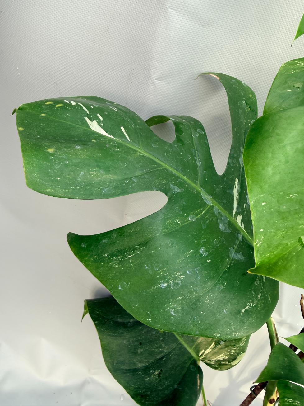 Monstera Albo variegata foglia 5