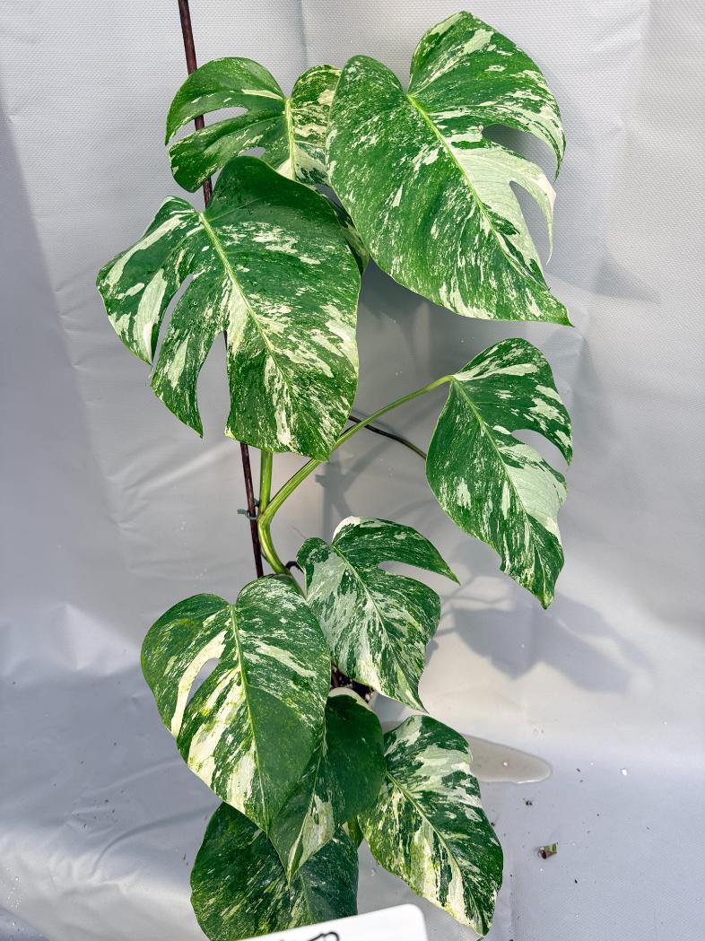 Monstera Albo variegata XL 1