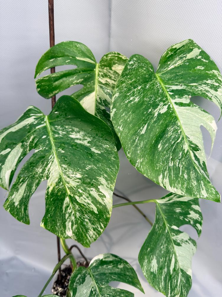 Monstera Albo variegata XL3