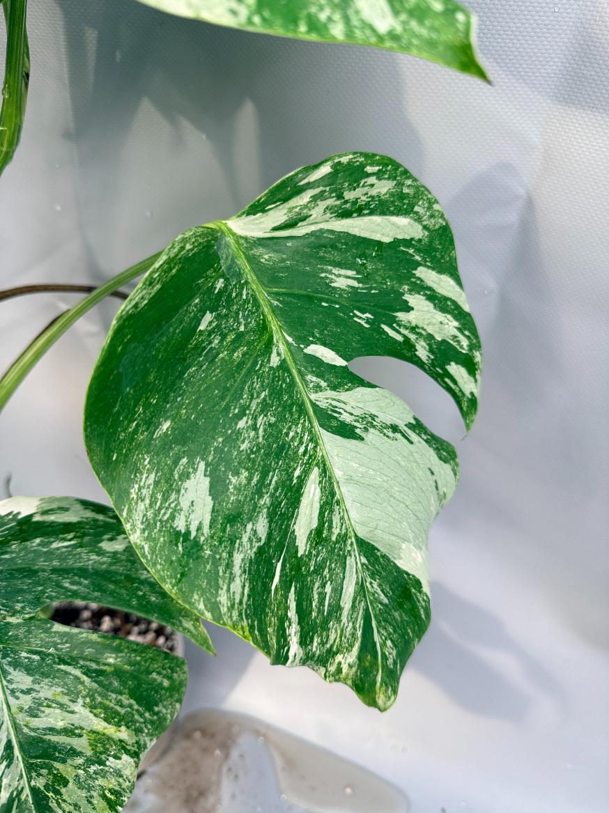 Monstera Albo variegata XL 4