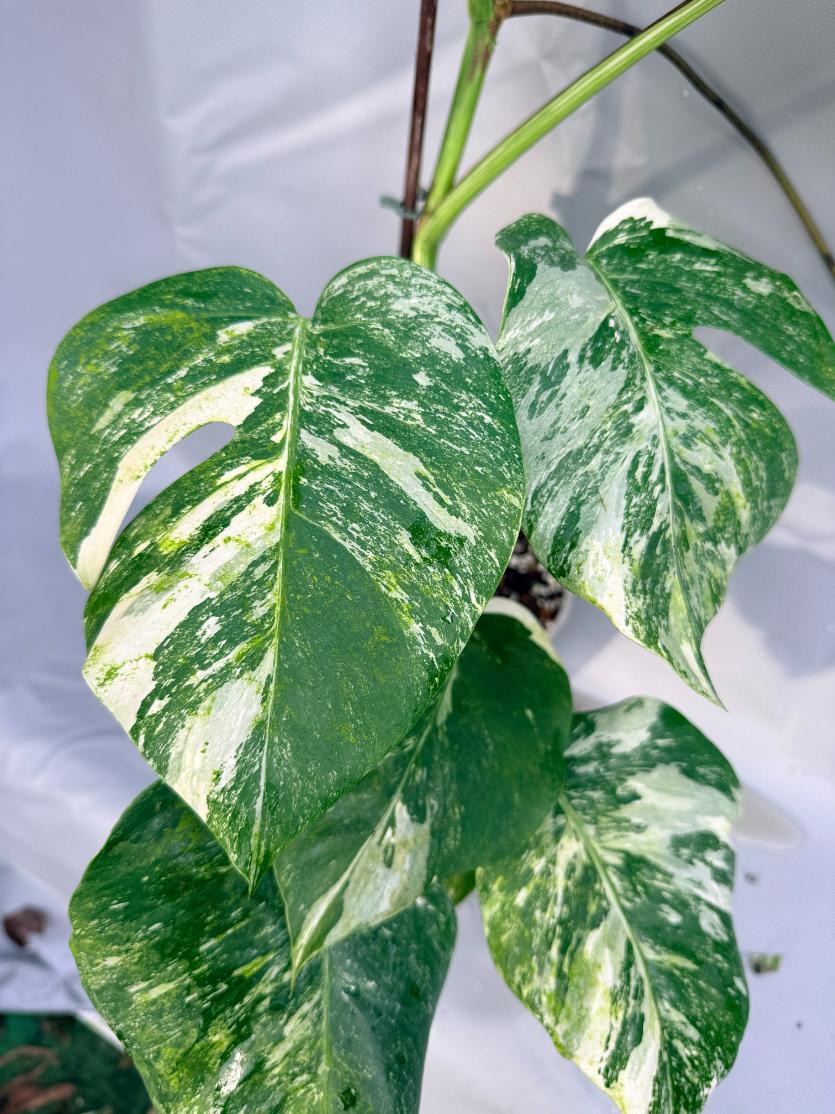 Monstera Albo variegata XL 5