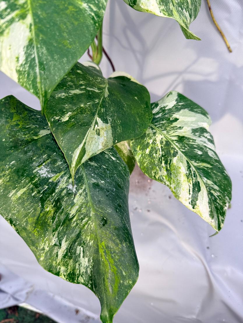 Monstera Albo variegata XL 6