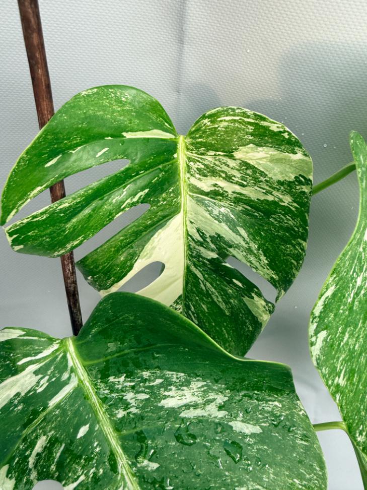 Monstera Albo variegata XL 7