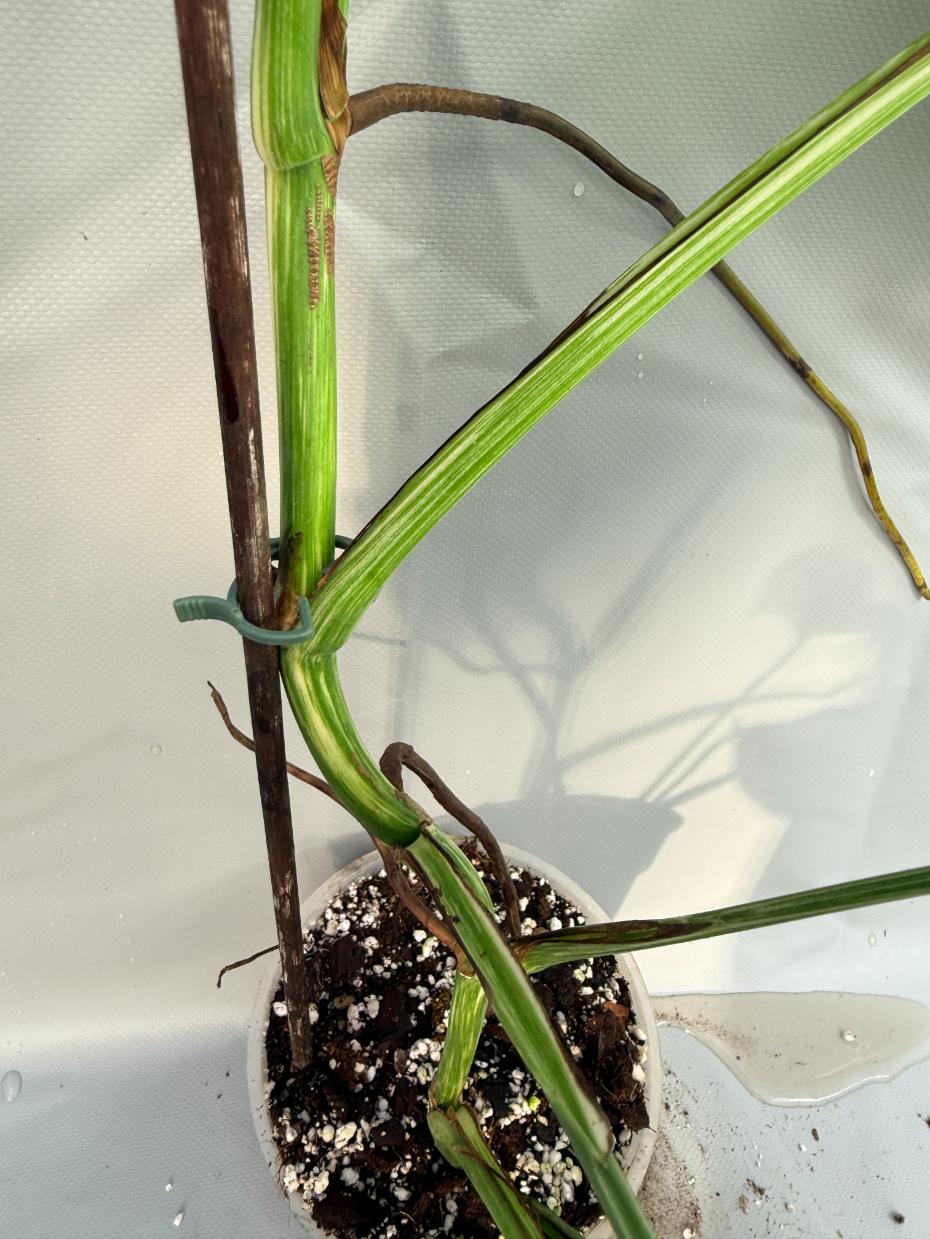 Monstera Albo variegata XL9