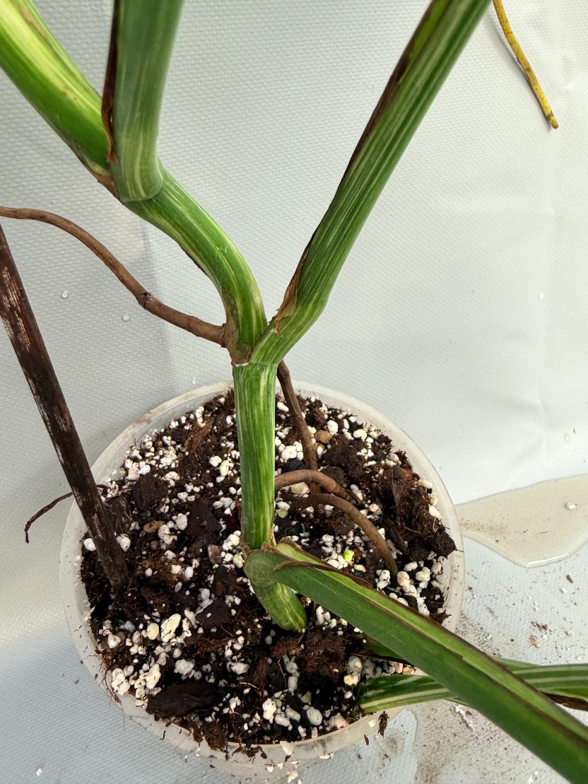 Monstera Albo variegata XL 8