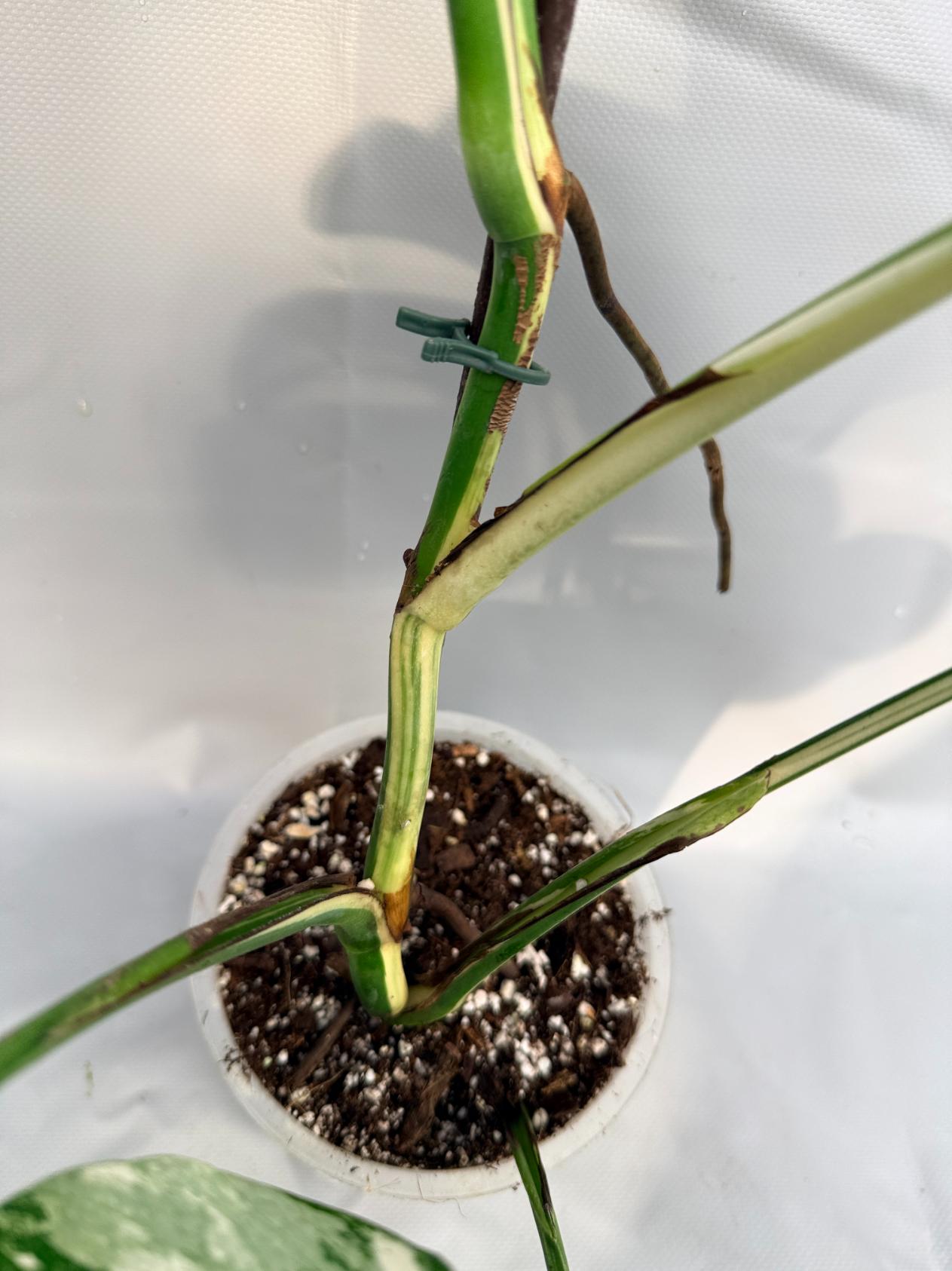 Monstera Deliciosa Albo variegata HALF MOON 2