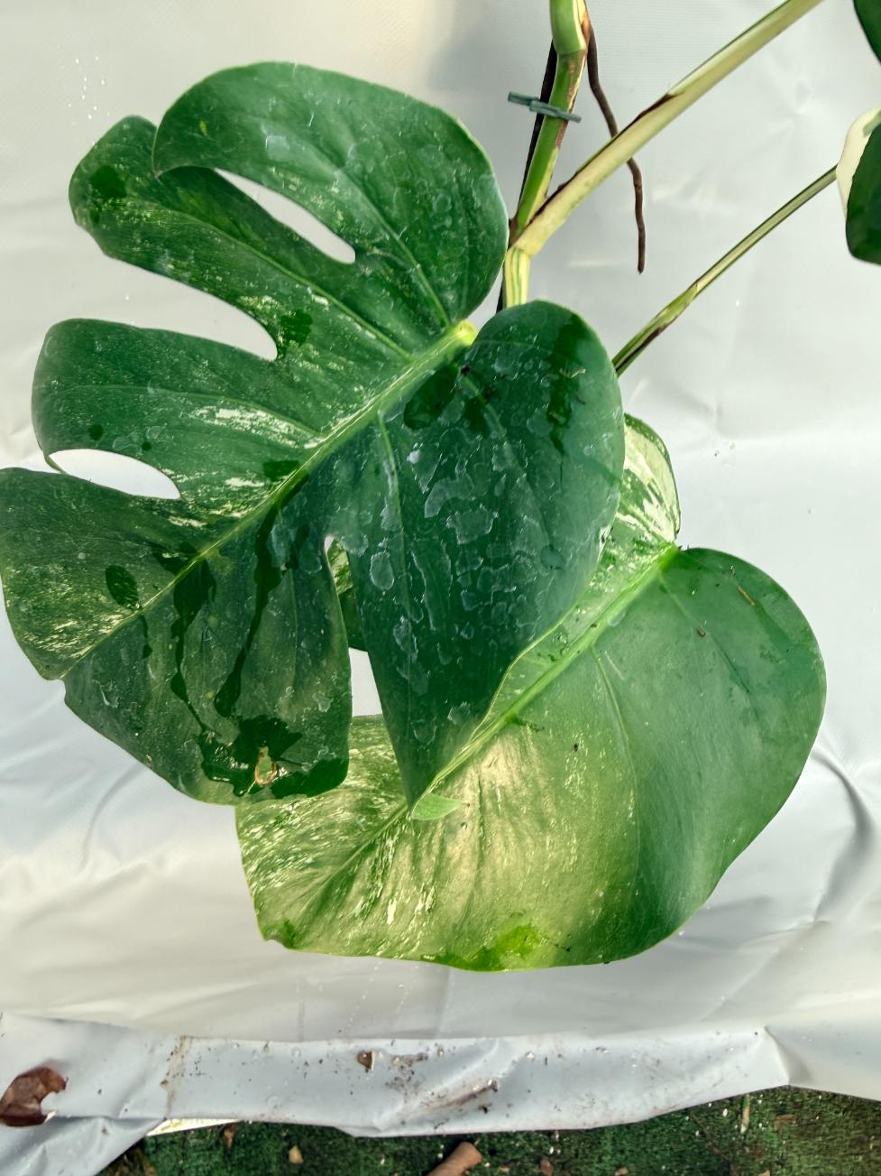 Monstera Deliciosa Albo variegata HALF MOON