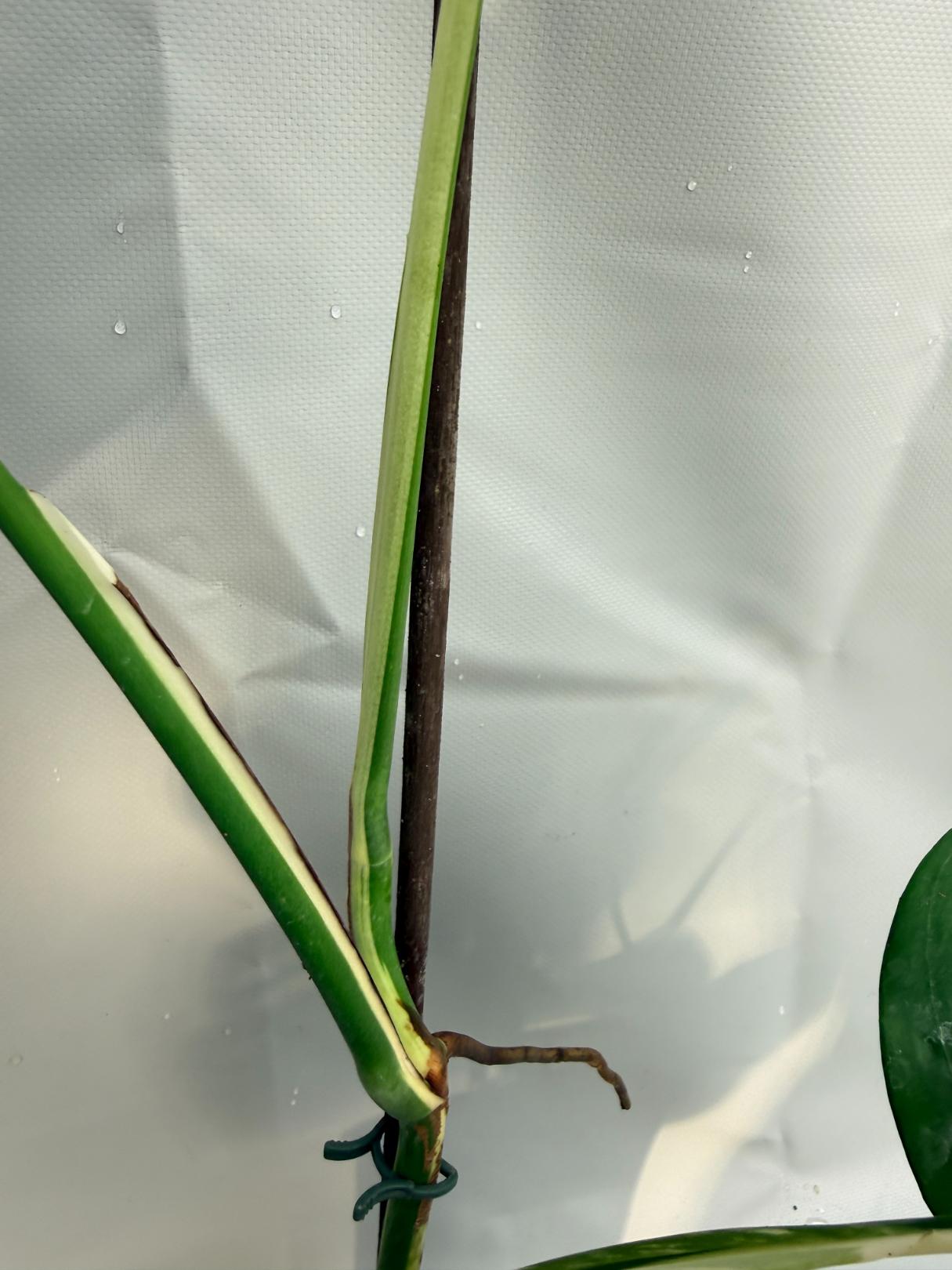 Monstera Deliciosa Albo variegata HALF MOON 3