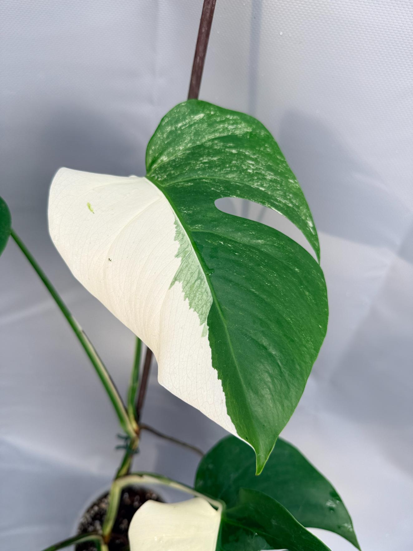 monstera deliciosa variegata albo half moon Monstera Deliciosa Albo variegata HALF MOON