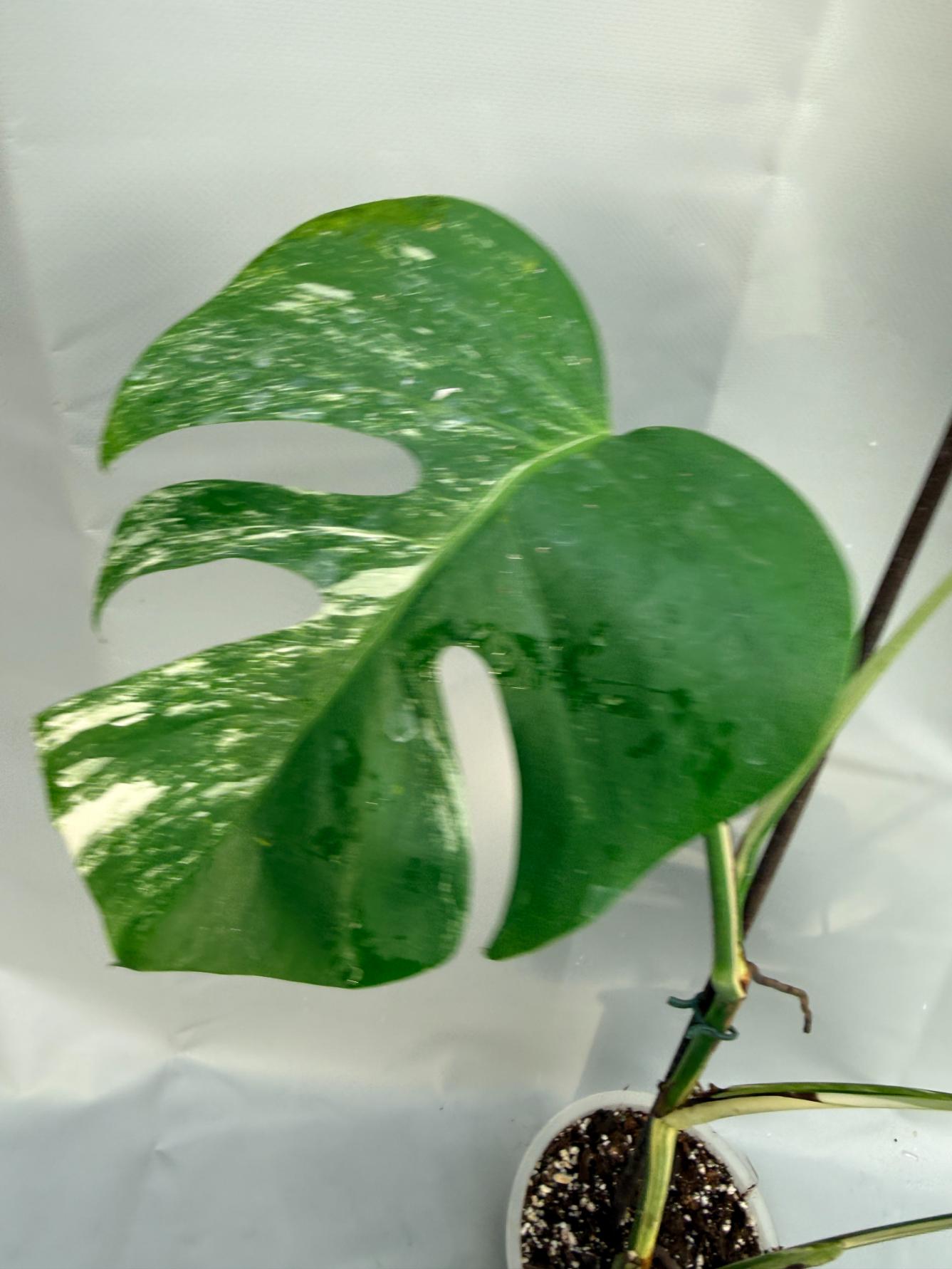 Monstera Deliciosa Albo variegata HALF MOON