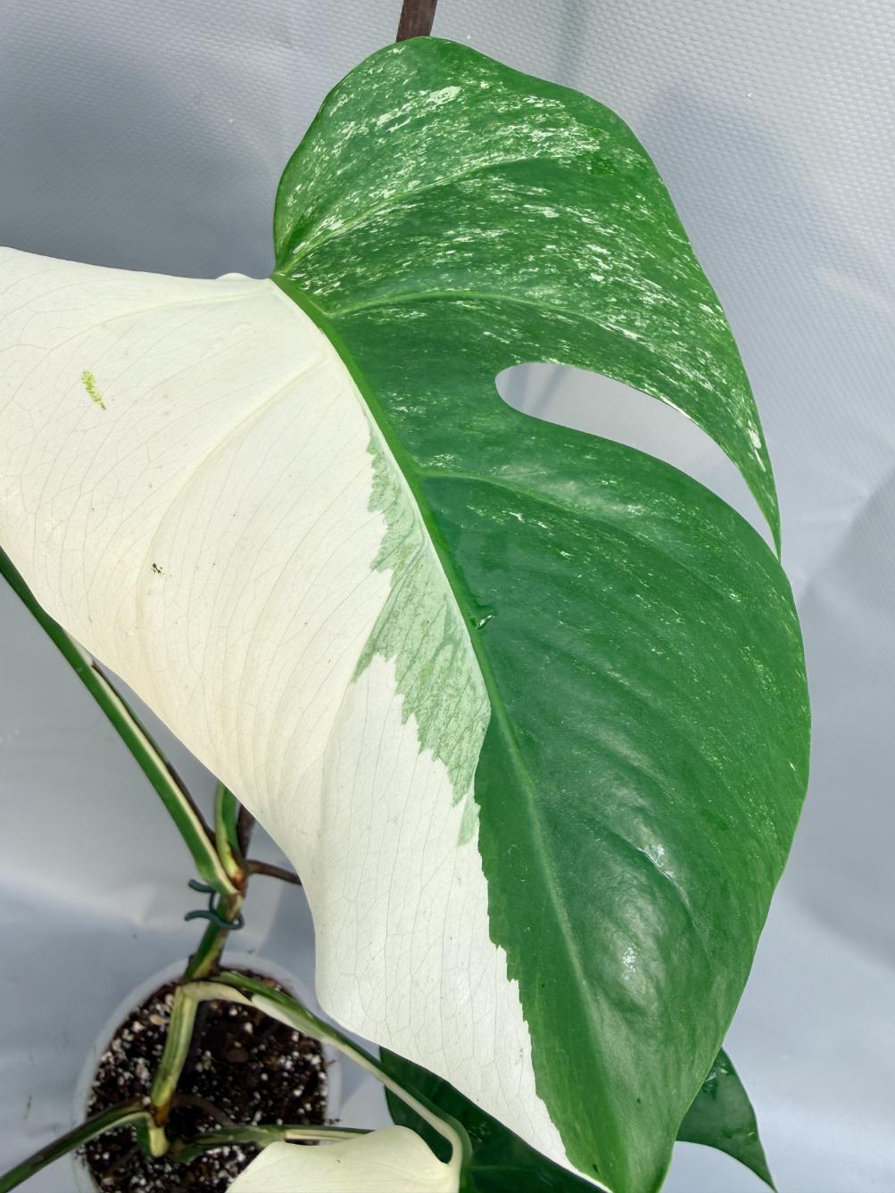 Monstera Deliciosa Albo variegata HALF MOON