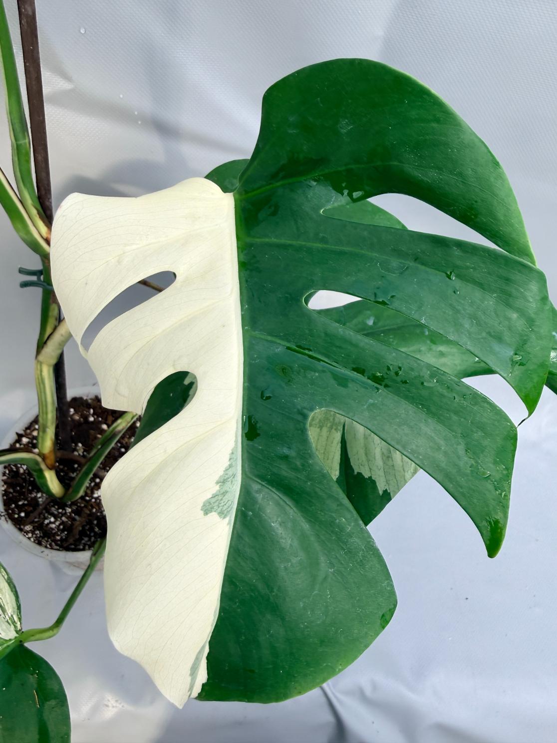 Monstera Deliciosa Albo variegata HALF MOON