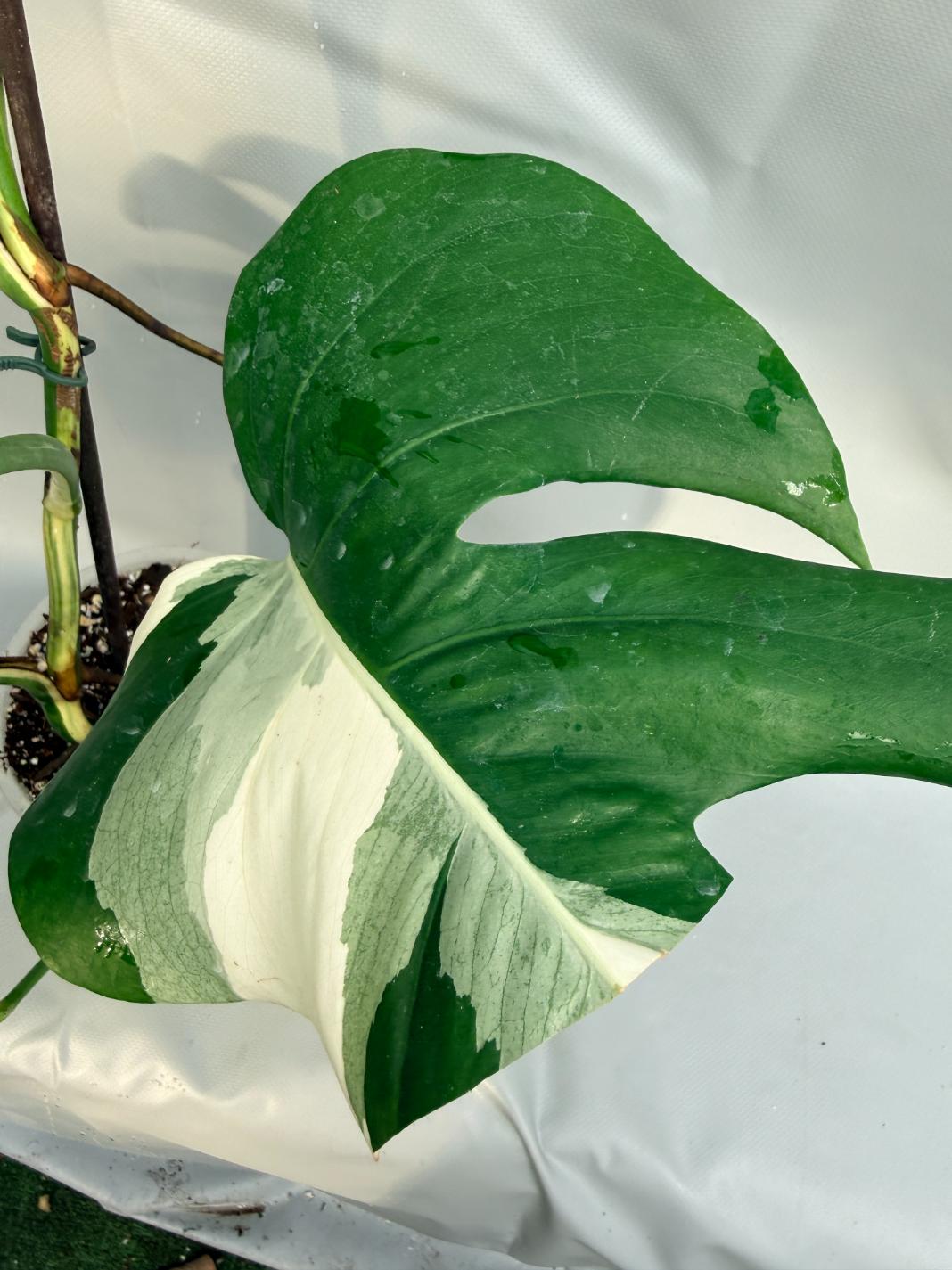 Monstera Deliciosa Albo variegata HALF MOON