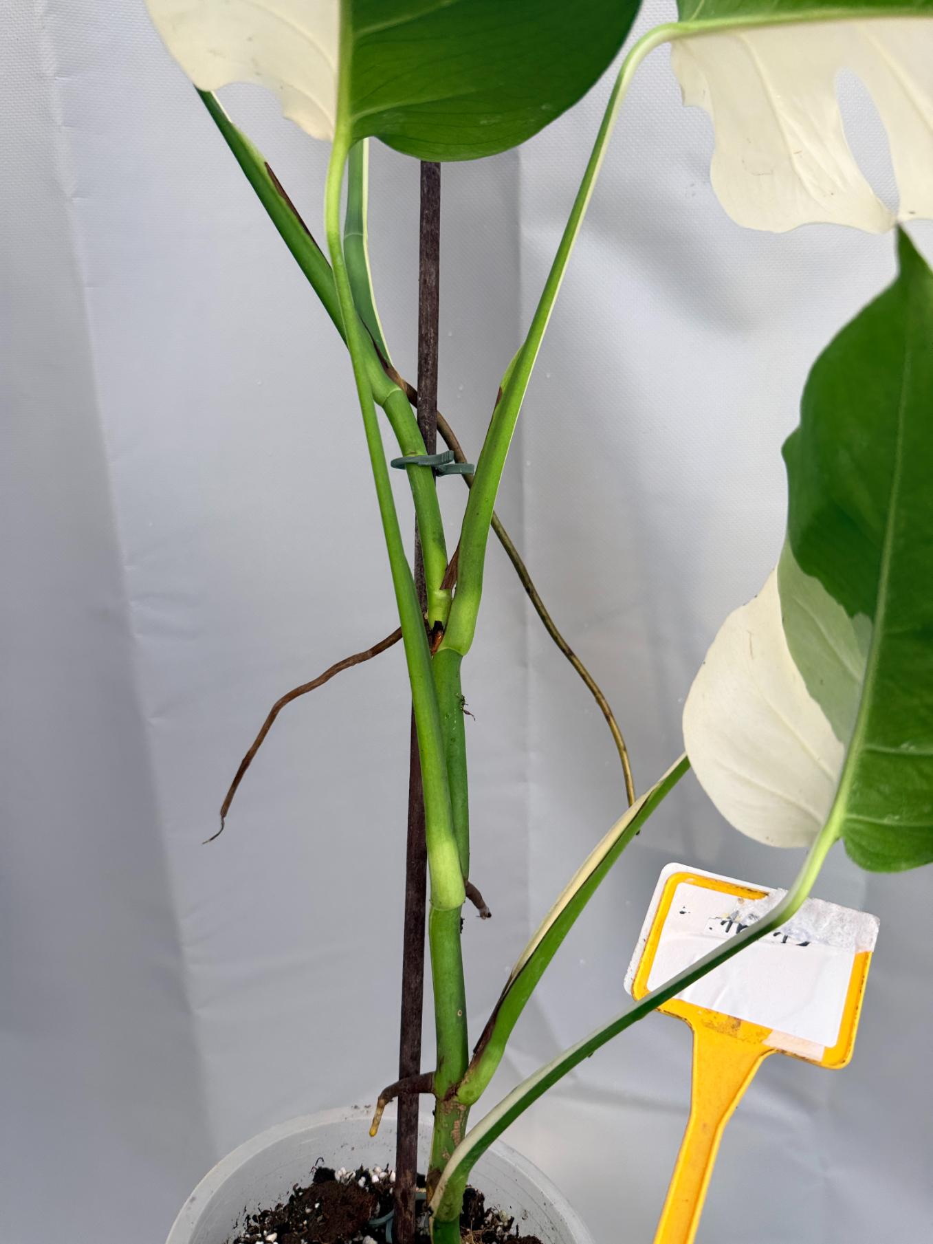 Monstera Deliciosa Albo variegata PERFECT HALF MOON 9