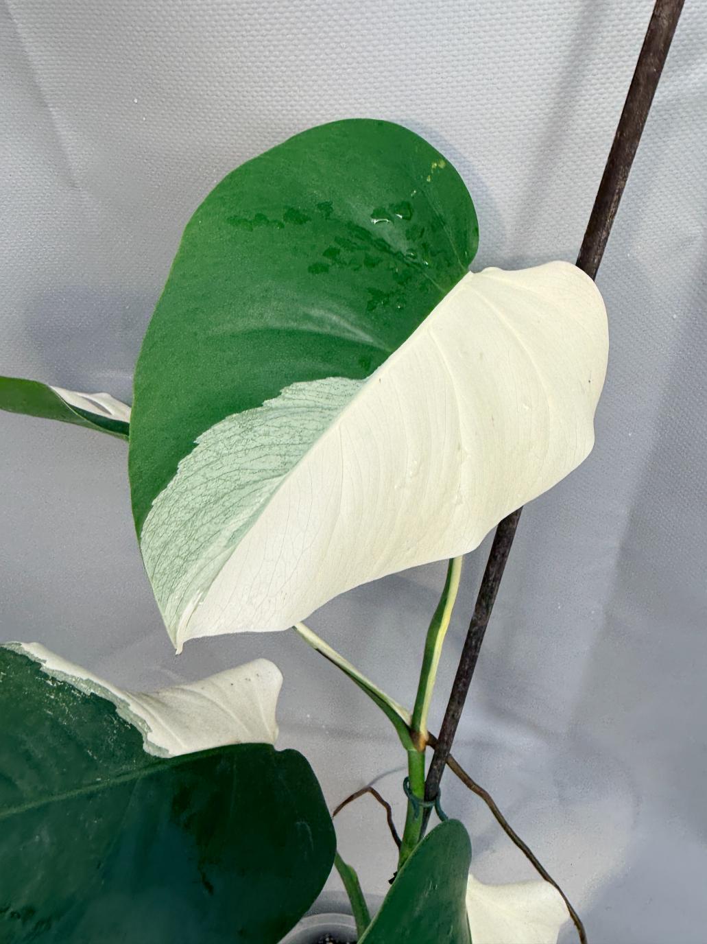 Monstera Deliciosa Albo variegata PERFECT HALF MOON 2