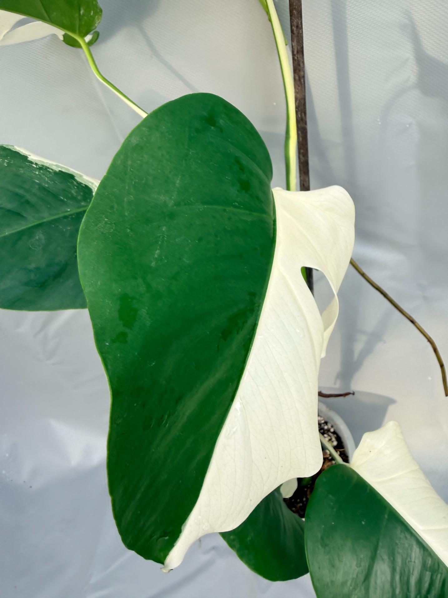 Monstera Deliciosa Albo variegata PERFECT HALF MOON 3