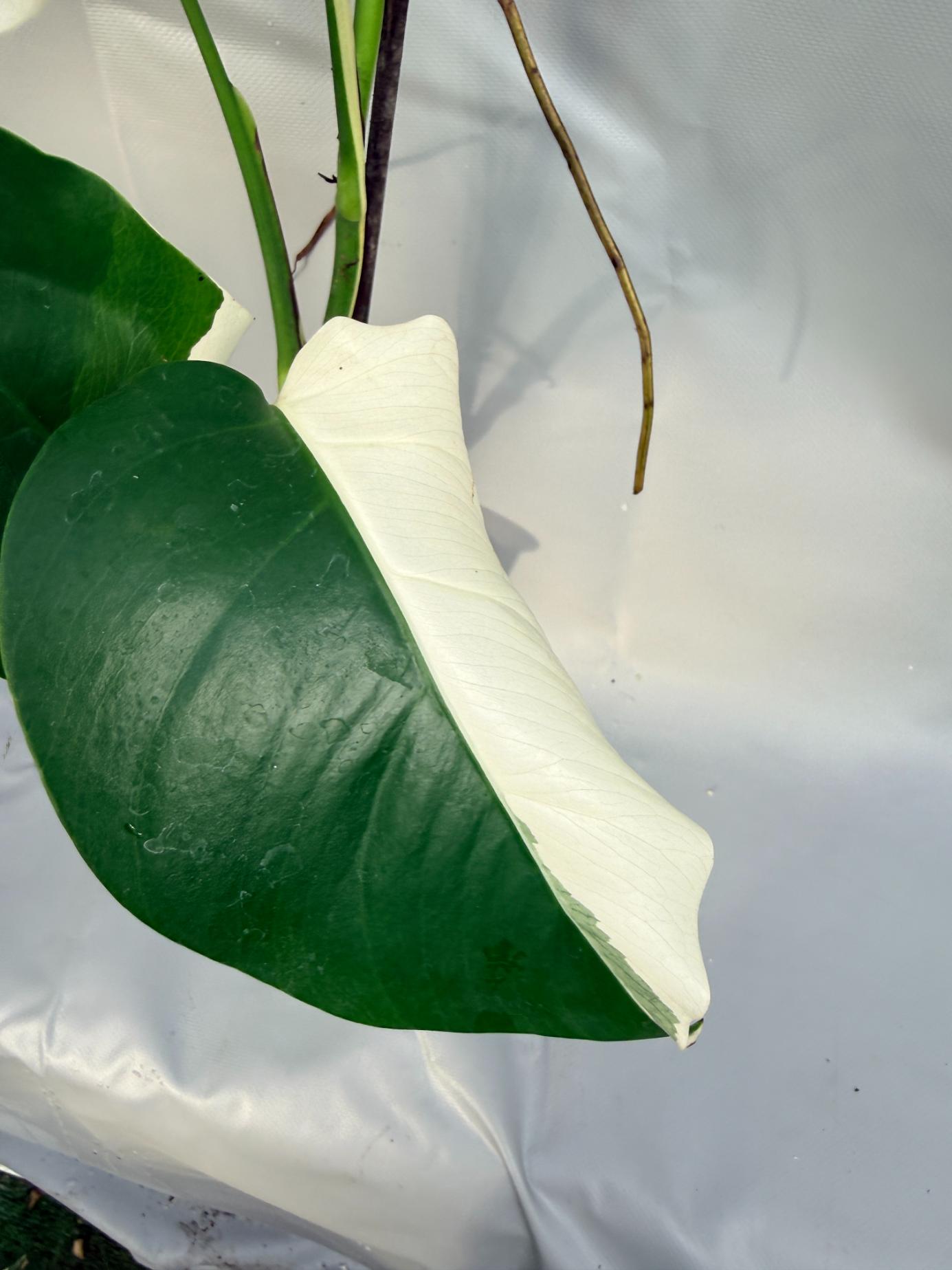 Monstera Deliciosa Albo variegata PERFECT HALF MOON 4