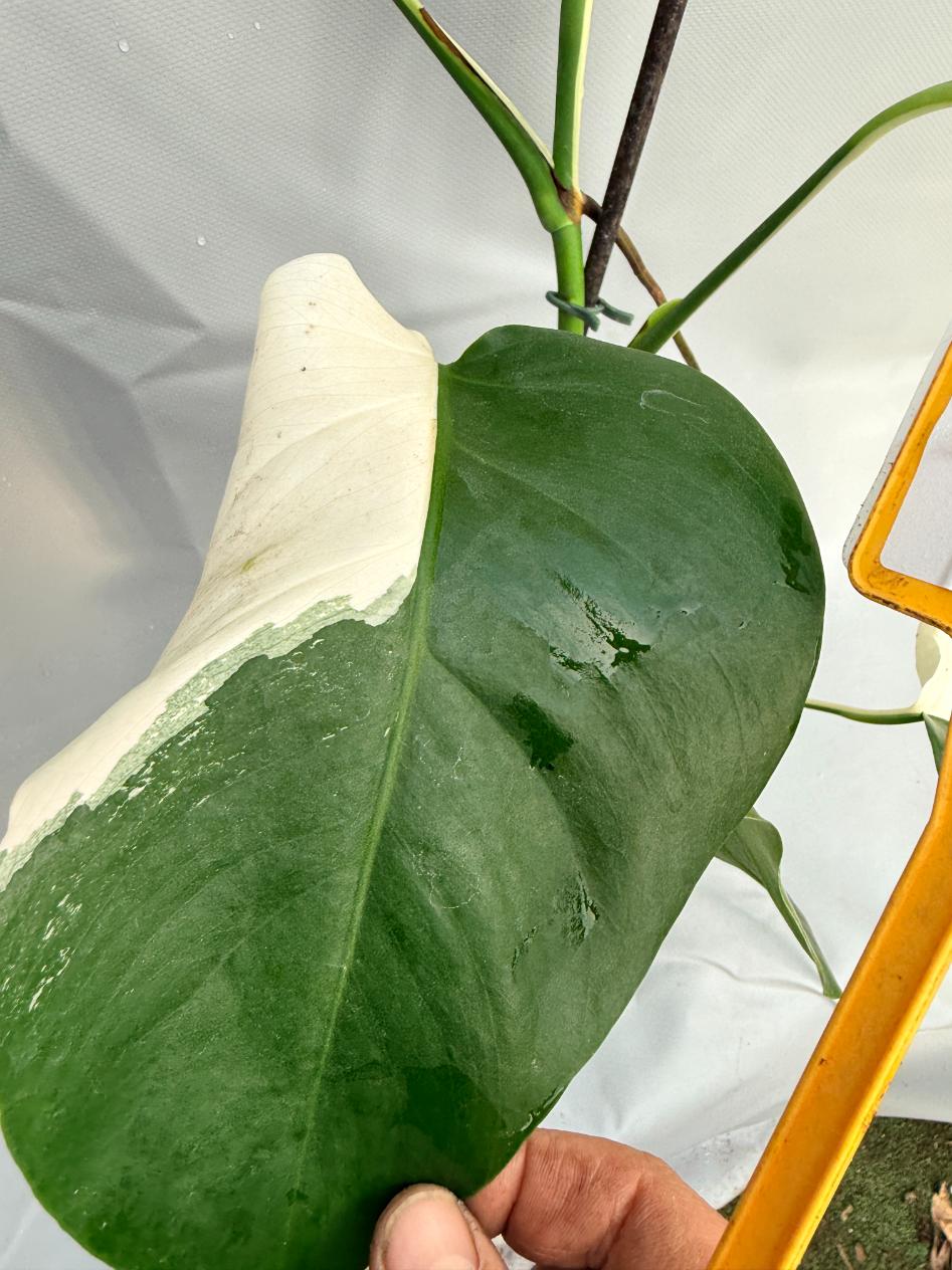 Monstera Deliciosa Albo variegata PERFECT HALF MOON 5