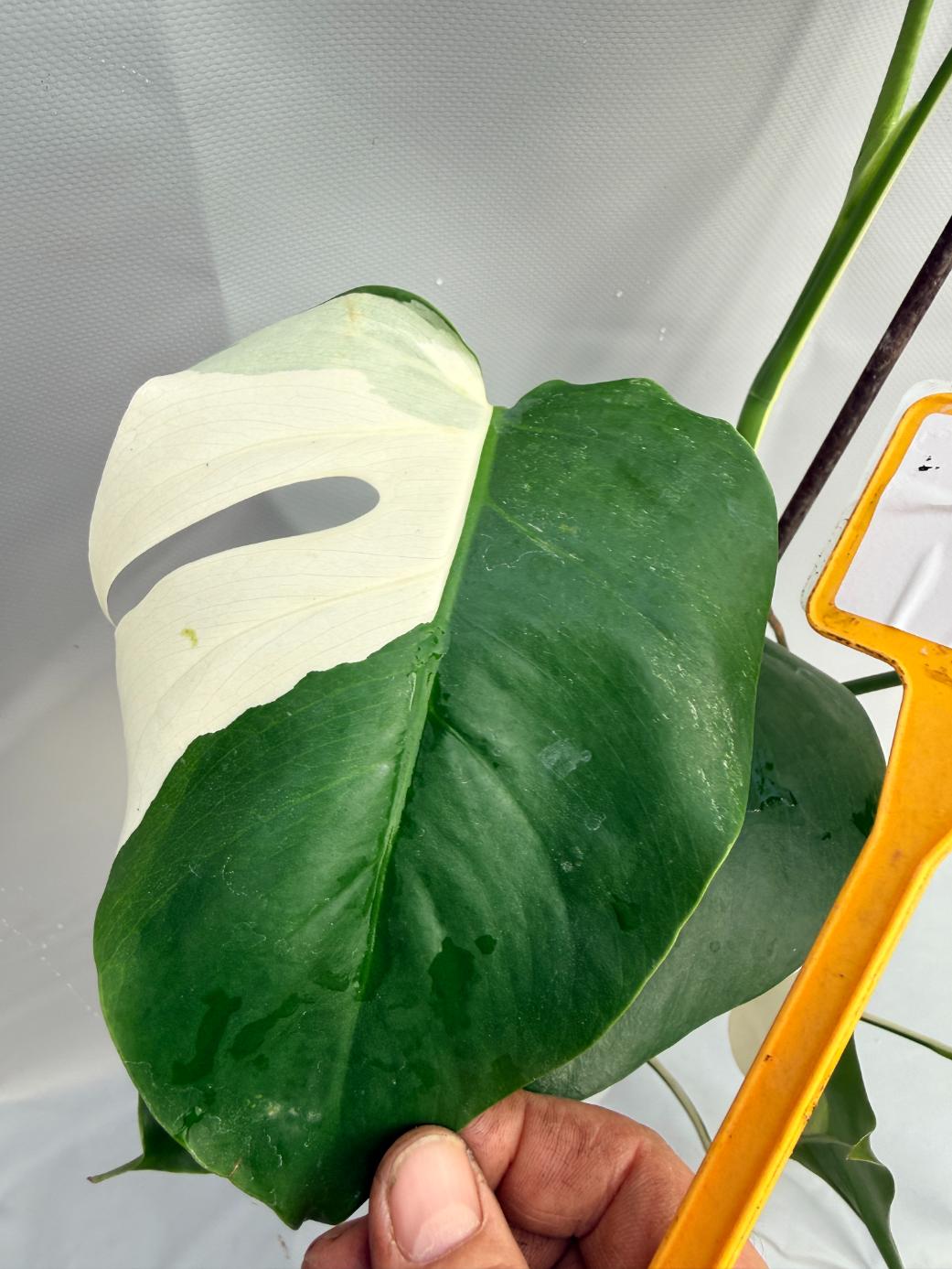 Monstera Deliciosa Albo variegata PERFECT HALF MOON 6