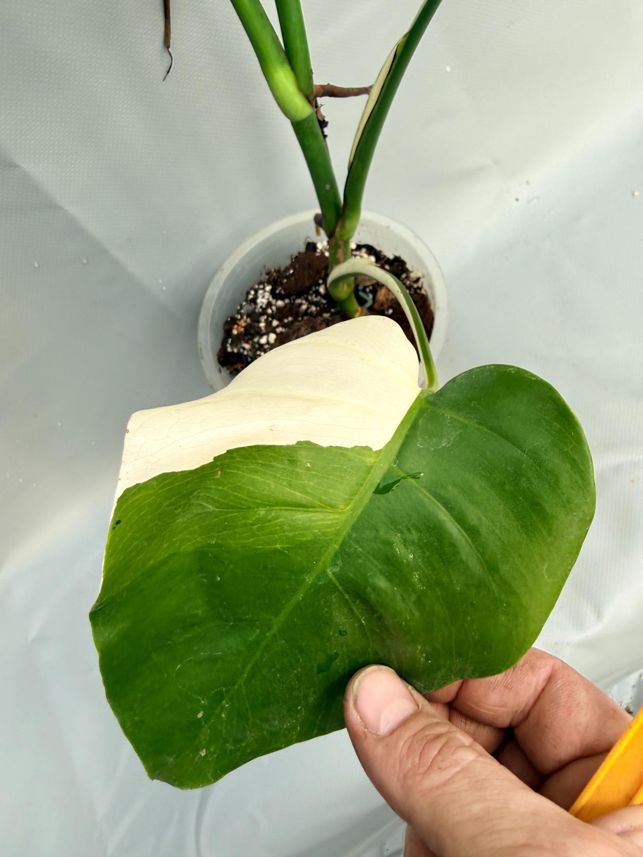 Monstera Deliciosa Albo variegata PERFECT HALF MOON 7