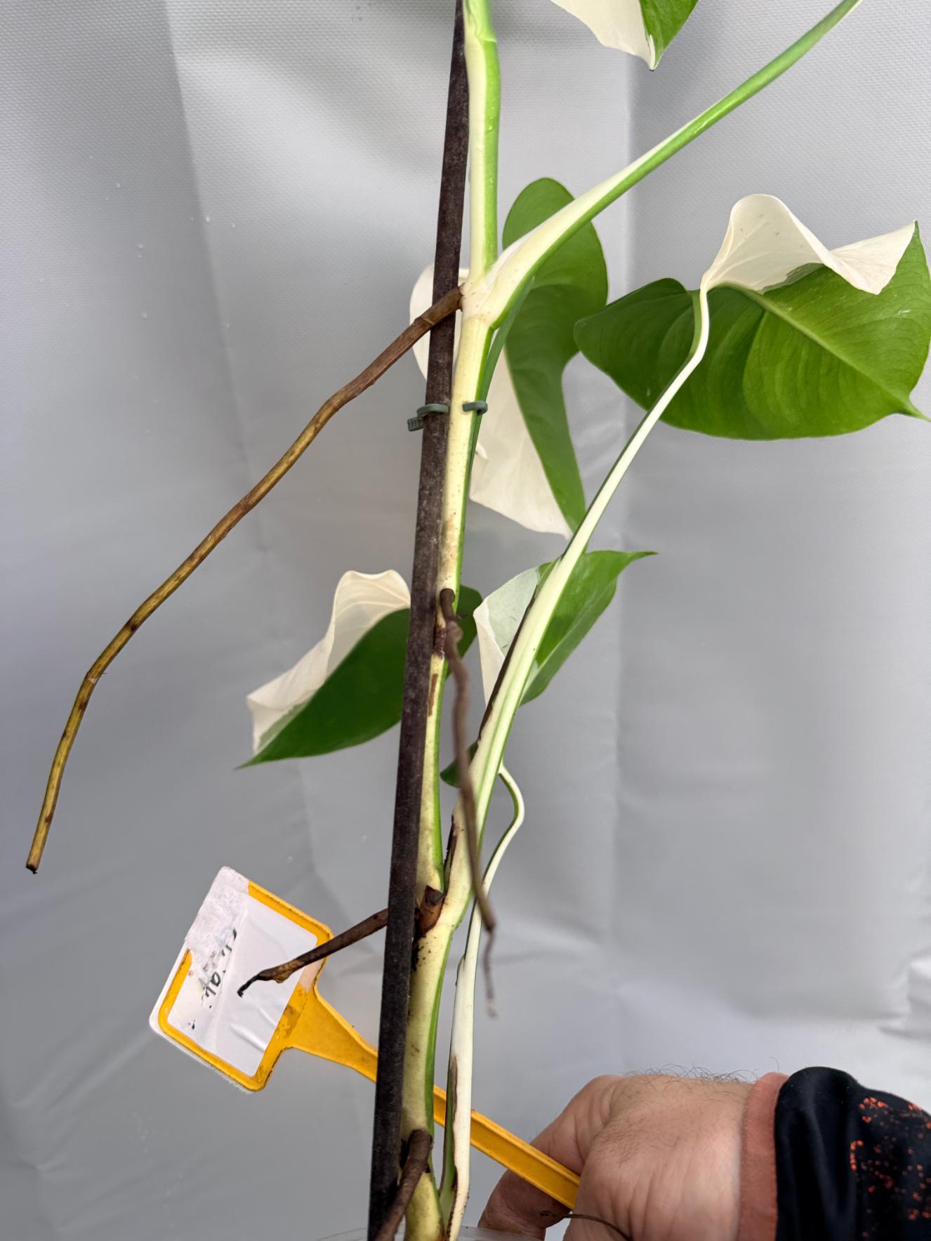 Monstera Deliciosa Albo variegata PERFECT HALF MOON 8