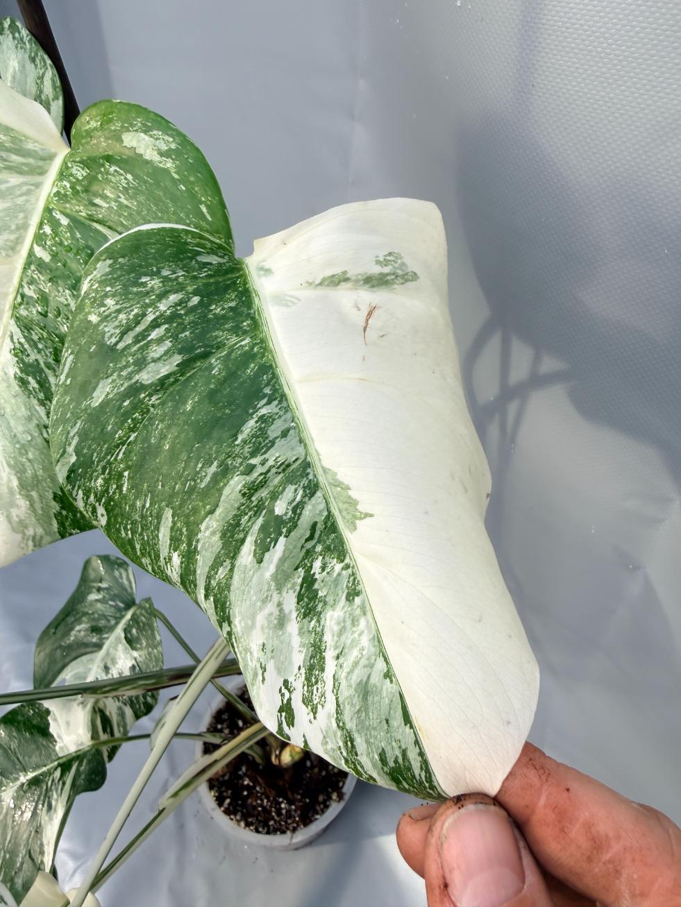 Monstera Deliciosa Albo variegata 3