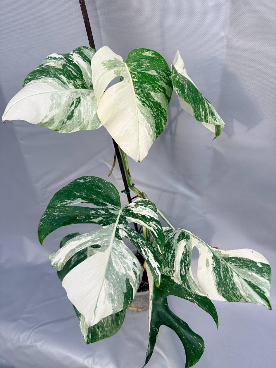 Monstera Deliciosa Albo variegata 1