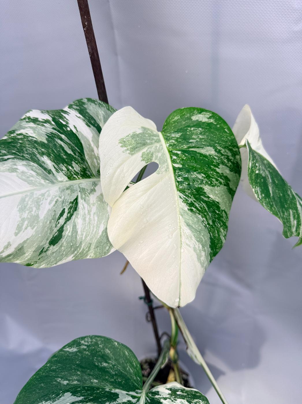 Monstera Deliciosa Albo variegata 2