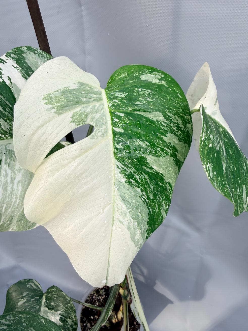 Monstera Deliciosa Albo variegata 4