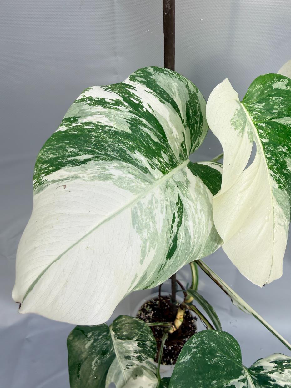 Monstera Deliciosa Albo variegata 5