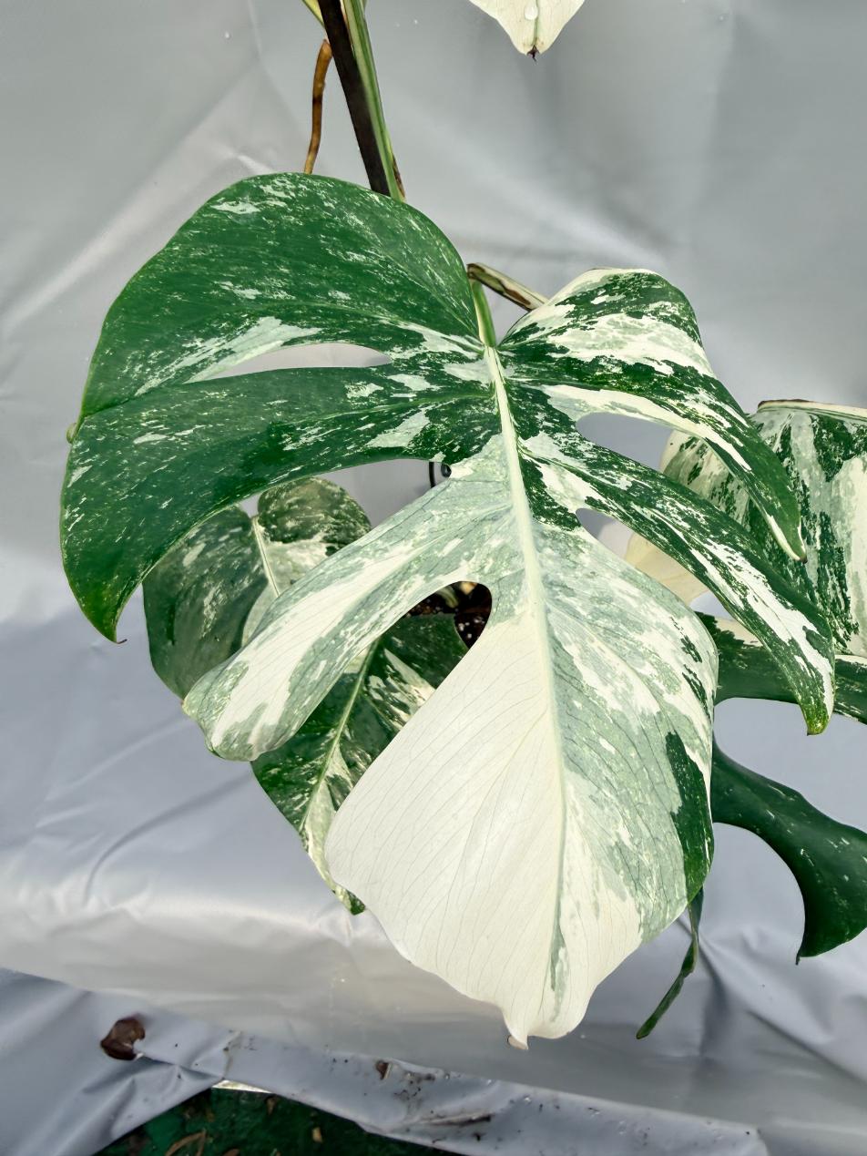 Monstera Deliciosa Albo variegata 6