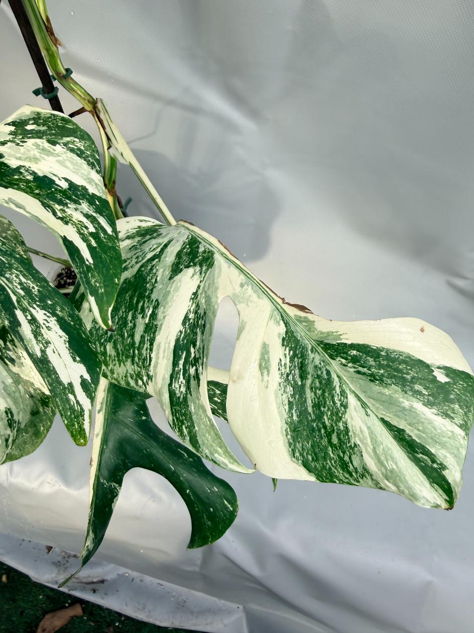 Monstera Deliciosa Albo variegata 7