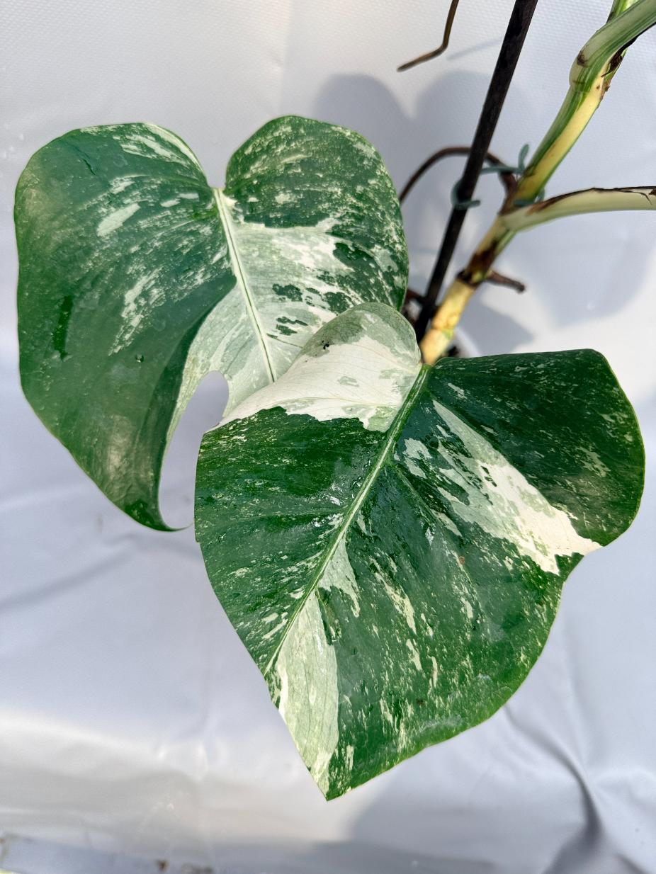 Monstera Deliciosa Albo variegata 8