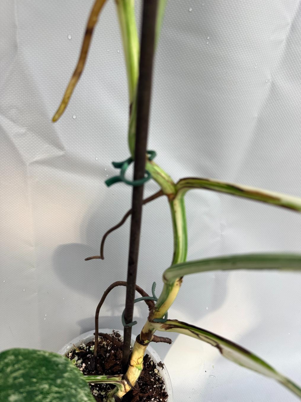 Monstera Deliciosa Albo variegata 9