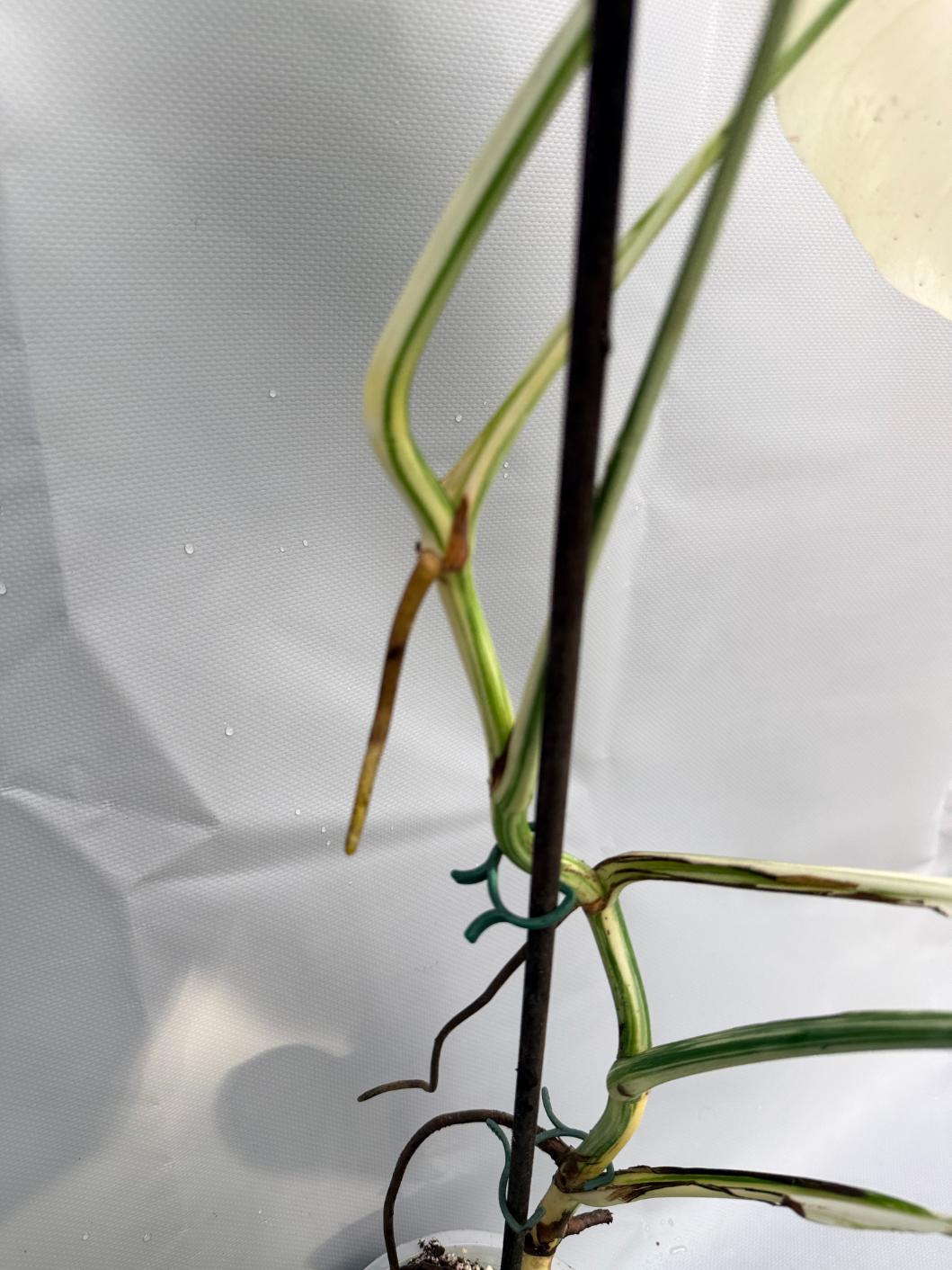 Monstera  Albo Variegata