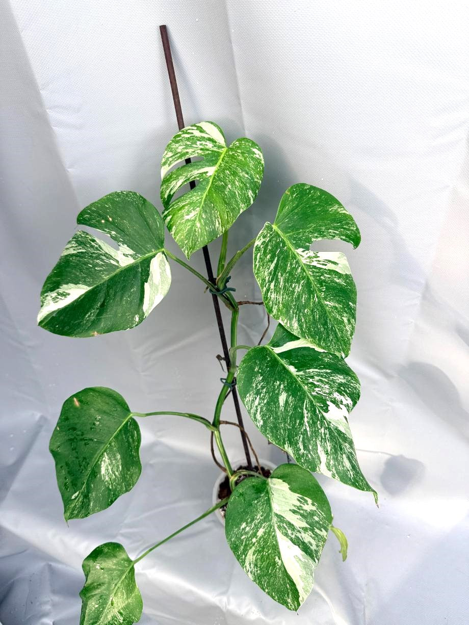 Monstera Deliciosa Albo variegata 1